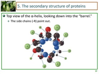 57
5. The secondary structure of proteins
Top view of the α-helix, looking down into the “barrel.”
The side chains (-R) point out.
 