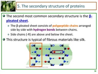 58
5. The secondary structure of proteins
The second most common secondary structure is the β-
pleated sheet.
The β-pleated sheet consists of polypeptide chains arranged
side by side with hydrogen bonds between chains.
Side chains (-R) are above and below the sheet.
This structure is typical of fibrous materials like silk.
 