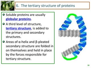 59
6. The tertiary structure of proteins
Soluble proteins are usually
globular proteins.
A third level of structure,
tertiary structure, is added to
the primary and secondary
structures.
Areas of α-helix and β-pleated
secondary structure are folded in
on themselves and held in place
by the forces responsible for
tertiary structure.
 