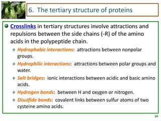 60
6. The tertiary structure of proteins
Crosslinks in tertiary structures involve attractions and
repulsions between the side chains (-R) of the amino
acids in the polypeptide chain.
Hydrophobic interactions: attractions between nonpolar
groups.
Hydrophilic interactions: attractions between polar groups and
water.
Salt bridges: ionic interactions between acidic and basic amino
acids.
Hydrogen bonds: between H and oxygen or nitrogen.
Disulfide bonds: covalent links between sulfur atoms of two
cysteine amino acids.
 