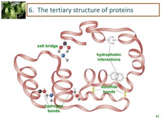 61
6. The tertiary structure of proteins
salt bridge
hydrophobic
interactions
hydrogen
bonds
disulfide
bonds
 