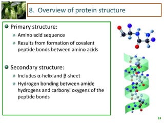 63
8. Overview of protein structure
Primary structure:
Amino acid sequence
Results from formation of covalent
peptide bonds between amino acids
Secondary structure:
Includes α-helix and β-sheet
Hydrogen bonding between amide
hydrogens and carbonyl oxygens of the
peptide bonds
 