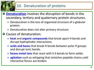 65
10. Denaturation of proteins
Denaturation involves the disruption of bonds in the
secondary, tertiary and quaternary protein structures.
Denaturation is the loss of organized structure of a globular
protein.
Denaturation does not alter primary structure.
Causes of denaturation:
heat and organic compounds that break apart H bonds and
disrupt hydrophobic interactions.
acids and bases that break H bonds between polar R groups
and disrupt ionic bonds.
heavy metal ions that react with S-S bonds to form solids.
agitation such as whipping that stretches peptide chains until
interactive forces are broken.
 