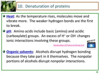 66
10. Denaturation of proteins
Heat: As the temperature rises, molecules move and
vibrate more. The weaker hydrogen bonds are the first
to break.
pH: Amino acids include basic (amino) and acidic
(carboxylate) groups. An excess of H+ or OH- changes
ionic interactions involving these groups.
Organic solvents: Alcohols disrupt hydrogen bonding
because they take part in it themselves. The nonpolar
portions of alcohols disrupt nonpolar interactions.
Denaturation of Protein by Strong Acid
 