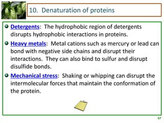 67
10. Denaturation of proteins
Detergents: The hydrophobic region of detergents
disrupts hydrophobic interactions in proteins.
Heavy metals: Metal cations such as mercury or lead can
bond with negative side chains and disrupt their
interactions. They can also bind to sulfur and disrupt
disulfide bonds.
Mechanical stress: Shaking or whipping can disrupt the
intermolecular forces that maintain the conformation of
the protein.
 