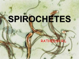 SPIROCHETES
RATHEESH R.L
 