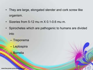 • They are large, elongated slender and cork screw like
organism.
• Sizeries from 5-12 mu m X 0.1-0.6 mu m.
• Spirochetes which are pathogenic to humans are divided
into
– Treponema
– Leptospira
– Borrelia
 
