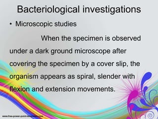 Bacteriological investigations
• Microscopic studies
When the specimen is observed
under a dark ground microscope after
covering the specimen by a cover slip, the
organism appears as spiral, slender with
flexion and extension movements.
 