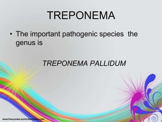 TREPONEMA
• The important pathogenic species the
genus is
TREPONEMA PALLIDUM
 