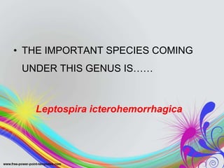 • THE IMPORTANT SPECIES COMING
UNDER THIS GENUS IS……
Leptospira icterohemorrhagica
 
