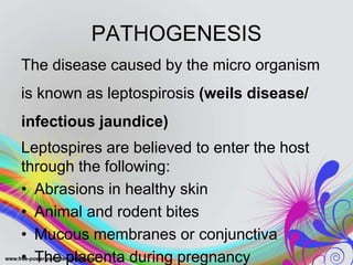 PATHOGENESIS
The disease caused by the micro organism
is known as leptospirosis (weils disease/
infectious jaundice)
Leptospires are believed to enter the host
through the following:
• Abrasions in healthy skin
• Animal and rodent bites
• Mucous membranes or conjunctiva
• The placenta during pregnancy
 