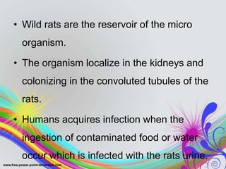 • Wild rats are the reservoir of the micro
organism.
• The organism localize in the kidneys and
colonizing in the convoluted tubules of the
rats.
• Humans acquires infection when the
ingestion of contaminated food or water
occur which is infected with the rats urine.
 