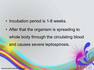 • Incubation period is 1-8 weeks.
• After that the organism is spreading to
whole body through the circulating blood
and causes severe leptospirosis.
 