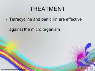 TREATMENT
• Tetracycline and penicillin are effective
against the micro organism
 