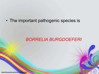• The important pathogenic species is
BORRELIA BURGDOEFERI
 