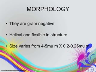 MORPHOLOGY
• They are gram negative
• Helical and flexible in structure
• Size varies from 4-5mu m X 0.2-0.25mu m
 