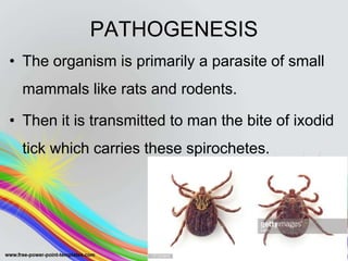 PATHOGENESIS
• The organism is primarily a parasite of small
mammals like rats and rodents.
• Then it is transmitted to man the bite of ixodid
tick which carries these spirochetes.
 