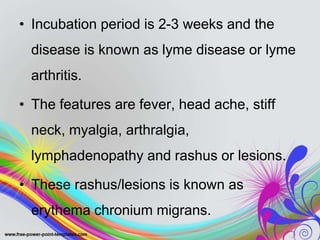 • Incubation period is 2-3 weeks and the
disease is known as lyme disease or lyme
arthritis.
• The features are fever, head ache, stiff
neck, myalgia, arthralgia,
lymphadenopathy and rashus or lesions.
• These rashus/lesions is known as
erythema chronium migrans.
 