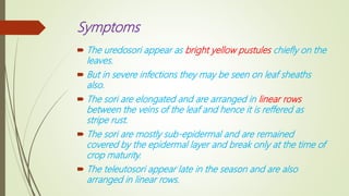 Rust Sori WHEAT STEM RUST | PPTX