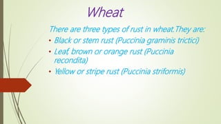 Wheat Rust Types WHEAT STEM RUST | PPTX