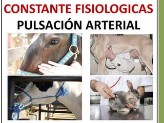 CONSTANTE FISIOLOGICAS
PULSACIÓN ARTERIAL
 