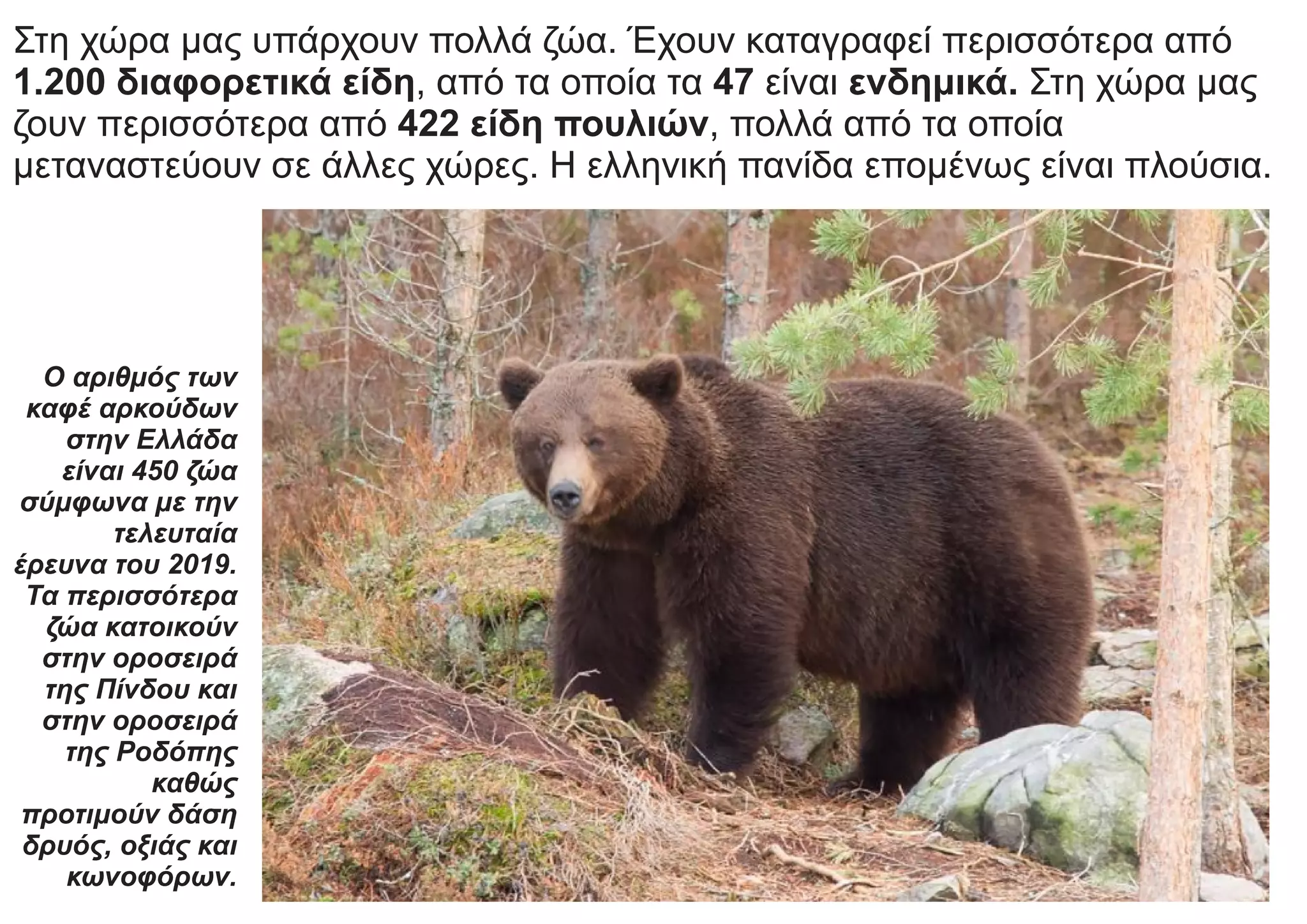 Στη χώρα μας υπάρχουν πολλά ζώα. Έχουν καταγραφεί περισσότερα από
1.200 διαφορετικά είδη, από τα οποία τα 47 είναι ενδημικά. Στη χώρα μας
ζουν περισσότερα από 422 είδη πουλιών, πολλά από τα οποία
μεταναστεύουν σε άλλες χώρες. Η ελληνική πανίδα επομένως είναι πλούσια.
Ο αριθμός των
καφέ αρκούδων
στην Ελλάδα
είναι 450 ζώα
σύμφωνα με την
τελευταία
έρευνα του 2019.
Τα περισσότερα
ζώα κατοικούν
στην οροσειρά
της Πίνδου και
στην οροσειρά
της Ροδόπης
καθώς
προτιμούν δάση
δρυός, οξιάς και
κωνοφόρων.
 
