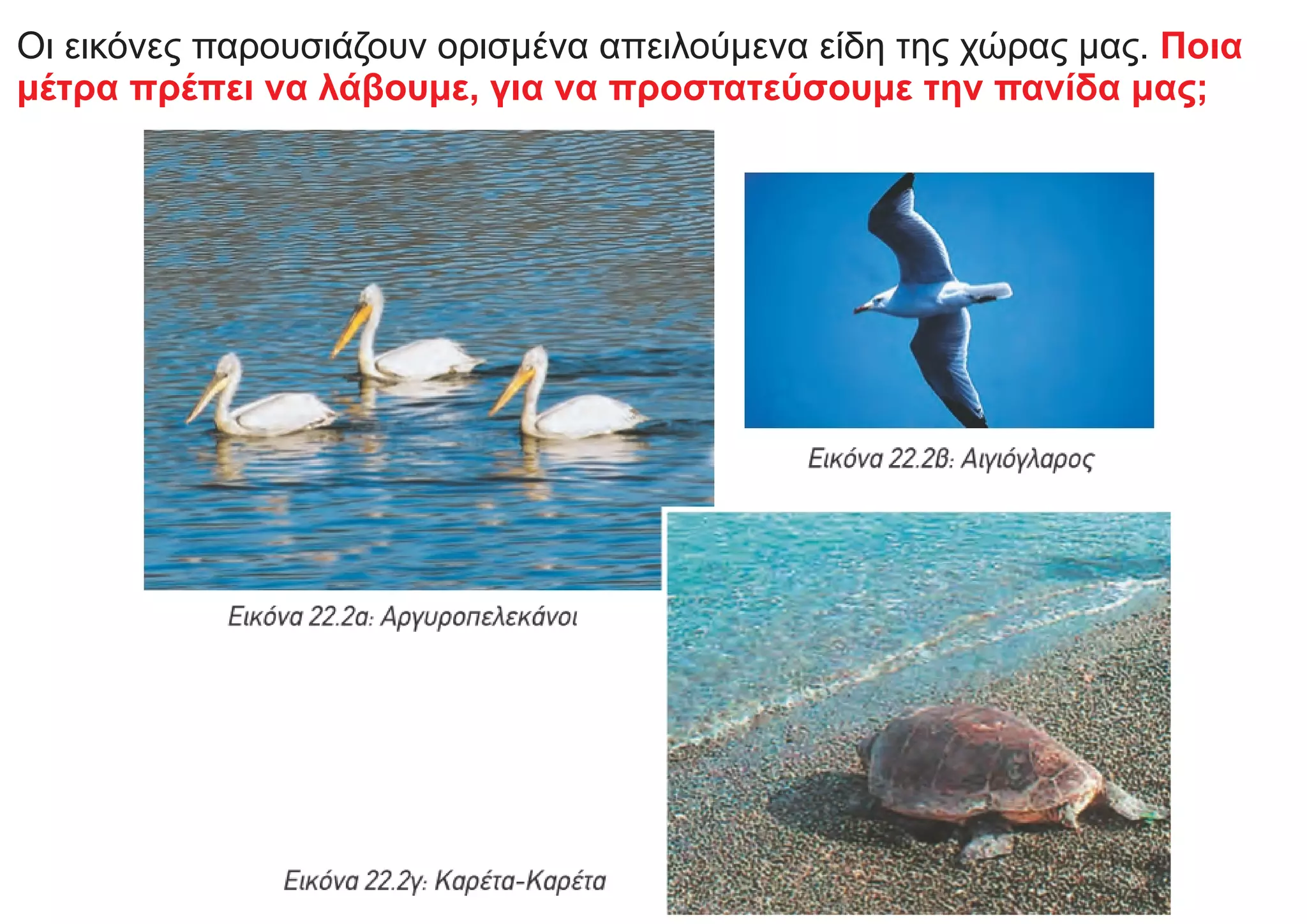 Οι εικόνες παρουσιάζουν ορισμένα απειλούμενα είδη της χώρας μας. Ποια
μέτρα πρέπει να λάβουμε, για να προστατεύσουμε την πανίδα μας;
 