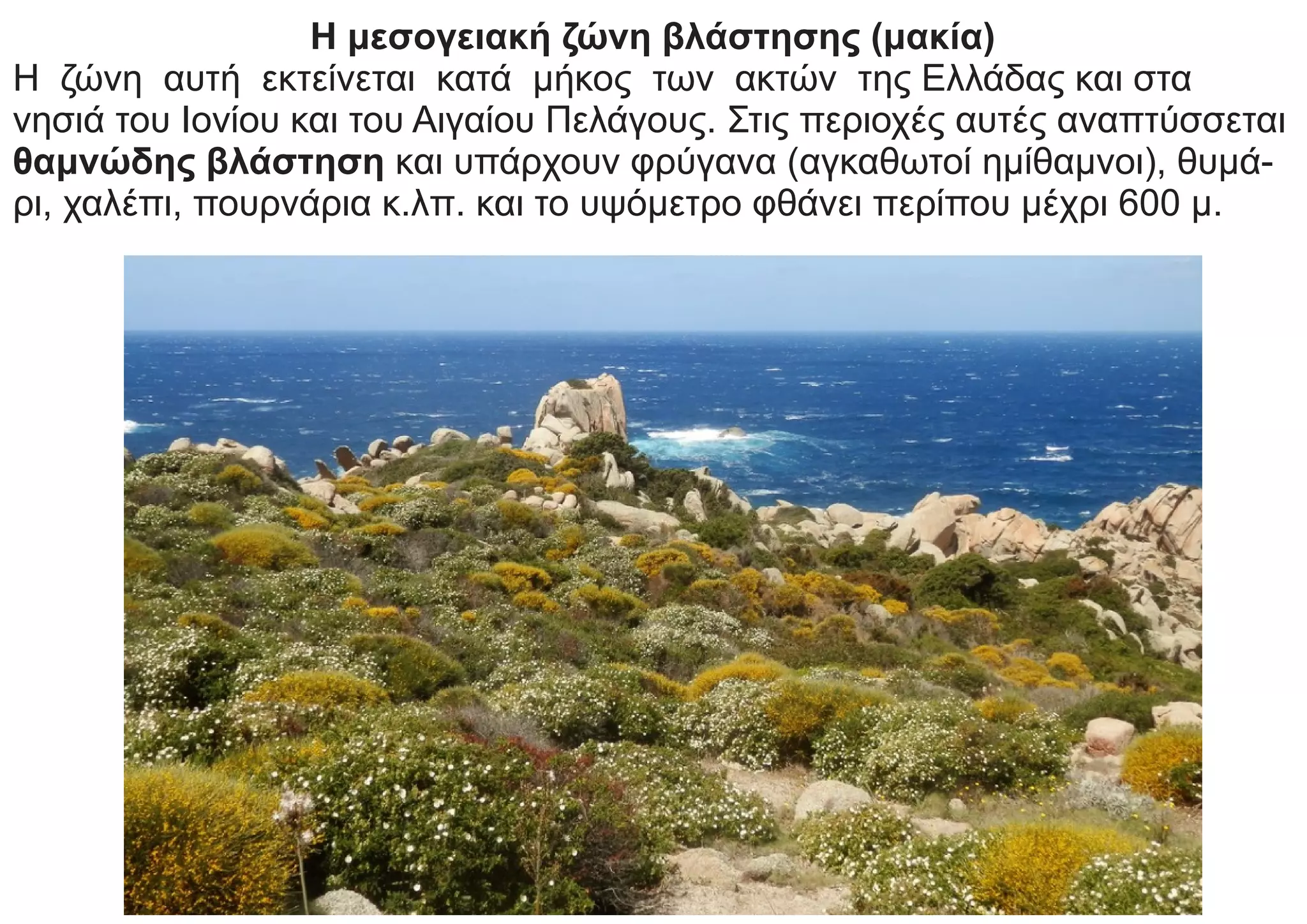 Η μεσογειακή ζώνη βλάστησης (μακία)
Η ζώνη αυτή εκτείνεται κατά μήκος των ακτών της Ελλάδας και στα
νησιά του Ιονίου και του Αιγαίου Πελάγους. Στις περιοχές αυτές αναπτύσσεται
θαμνώδης βλάστηση και υπάρχουν φρύγανα (αγκαθωτοί ημίθαμνοι), θυμά-
ρι, χαλέπι, πουρνάρια κ.λπ. και το υψόμετρο φθάνει περίπου μέχρι 600 μ.
 
