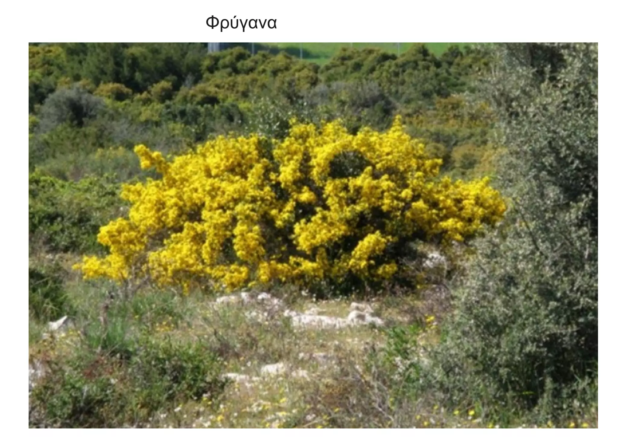 Φρύγανα
 