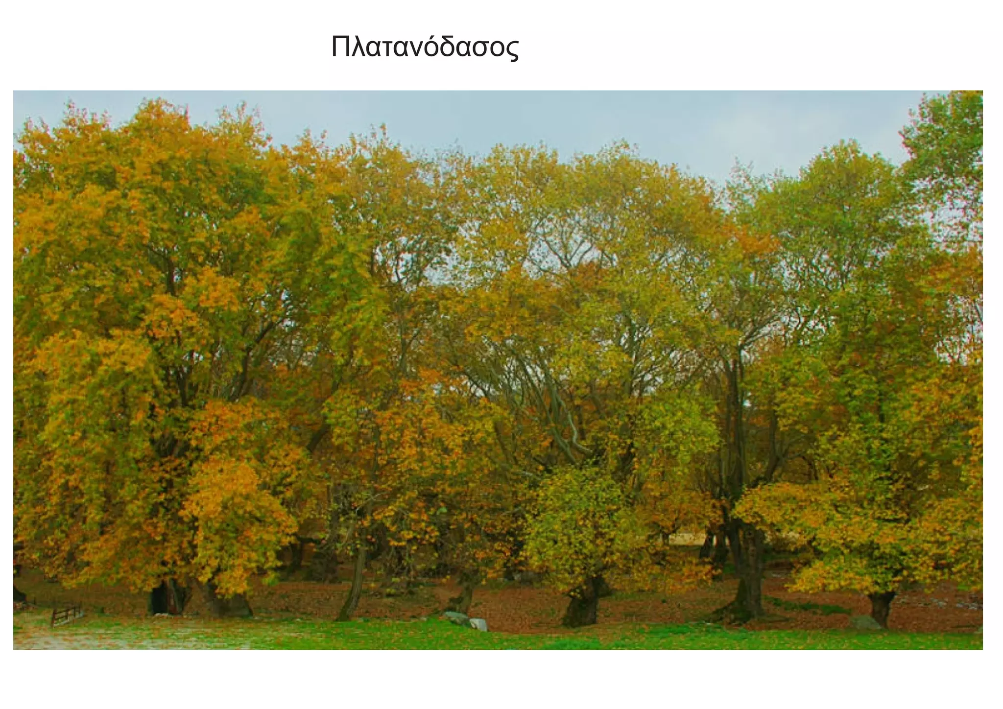 Πλατανόδασος
 