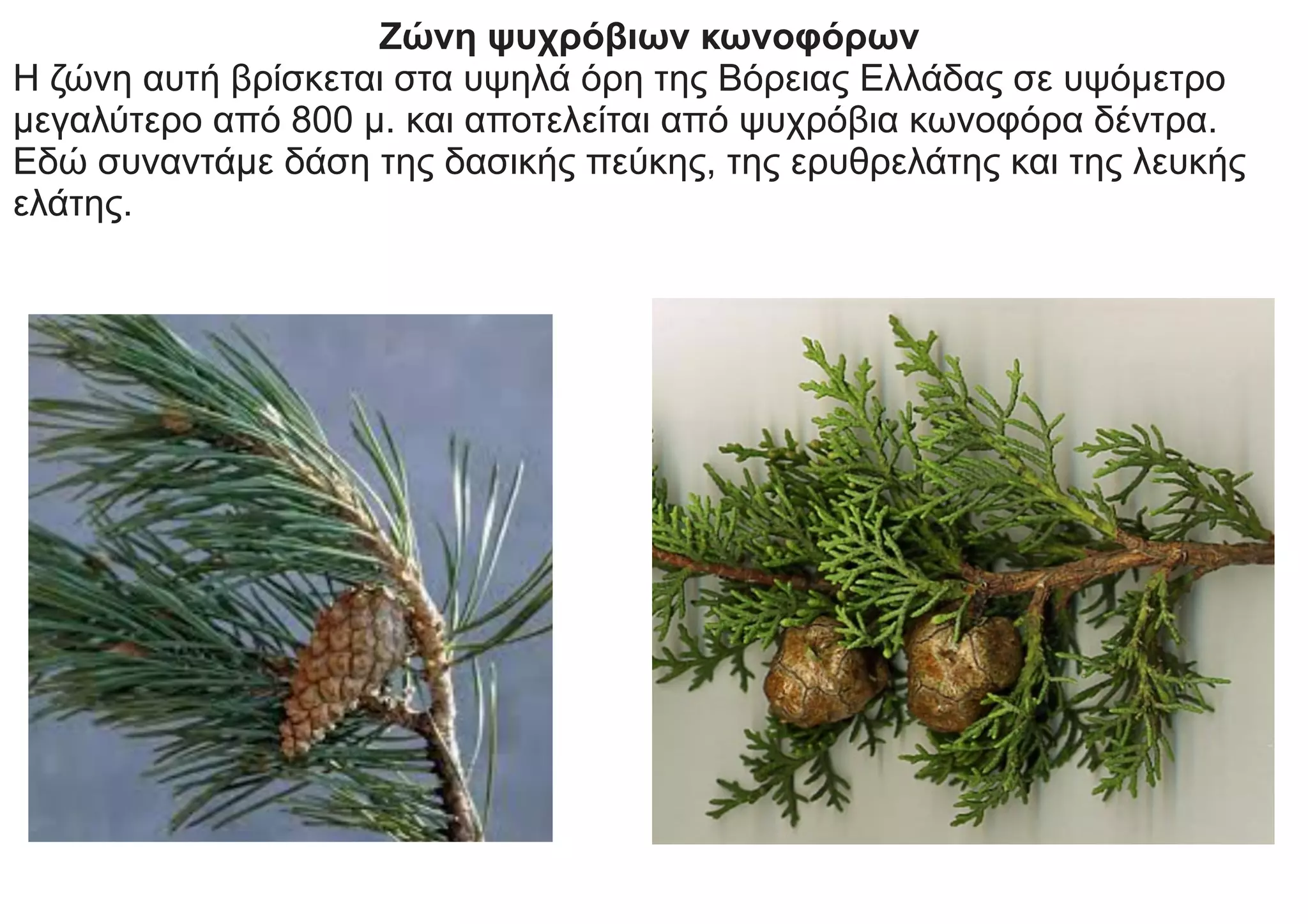 Ζώνη ψυχρόβιων κωνοφόρων
Η ζώνη αυτή βρίσκεται στα υψηλά όρη της Βόρειας Ελλάδας σε υψόμετρο
μεγαλύτερο από 800 μ. και αποτελείται από ψυχρόβια κωνοφόρα δέντρα.
Εδώ συναντάμε δάση της δασικής πεύκης, της ερυθρελάτης και της λευκής
ελάτης.
 