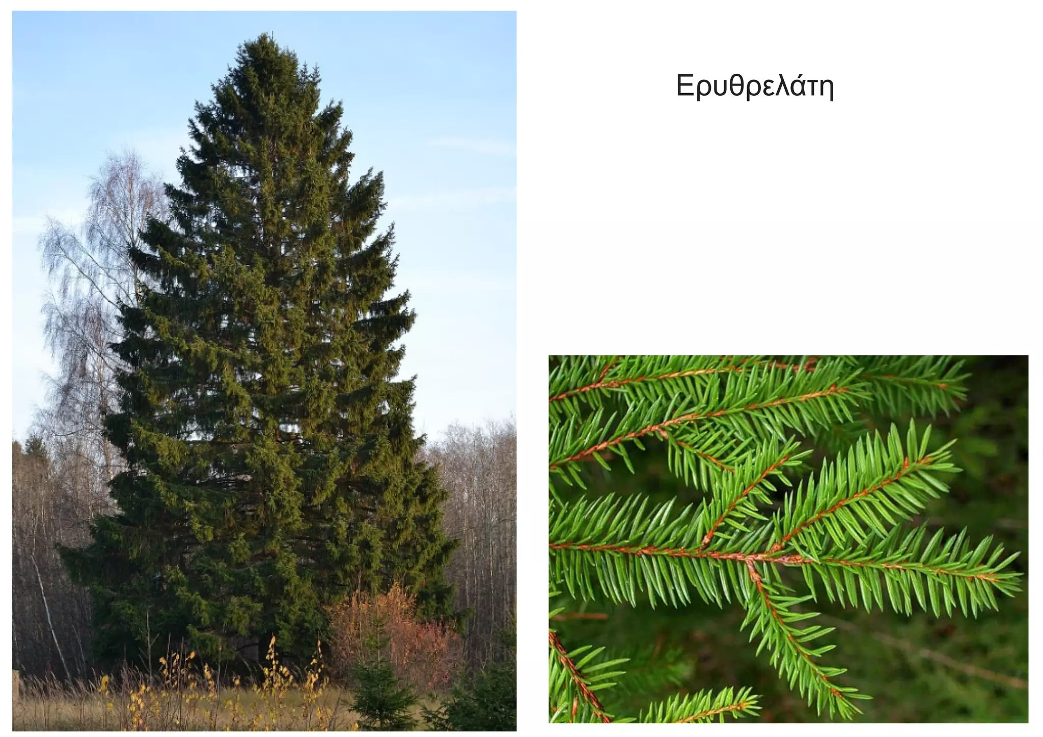 Ερυθρελάτη
 