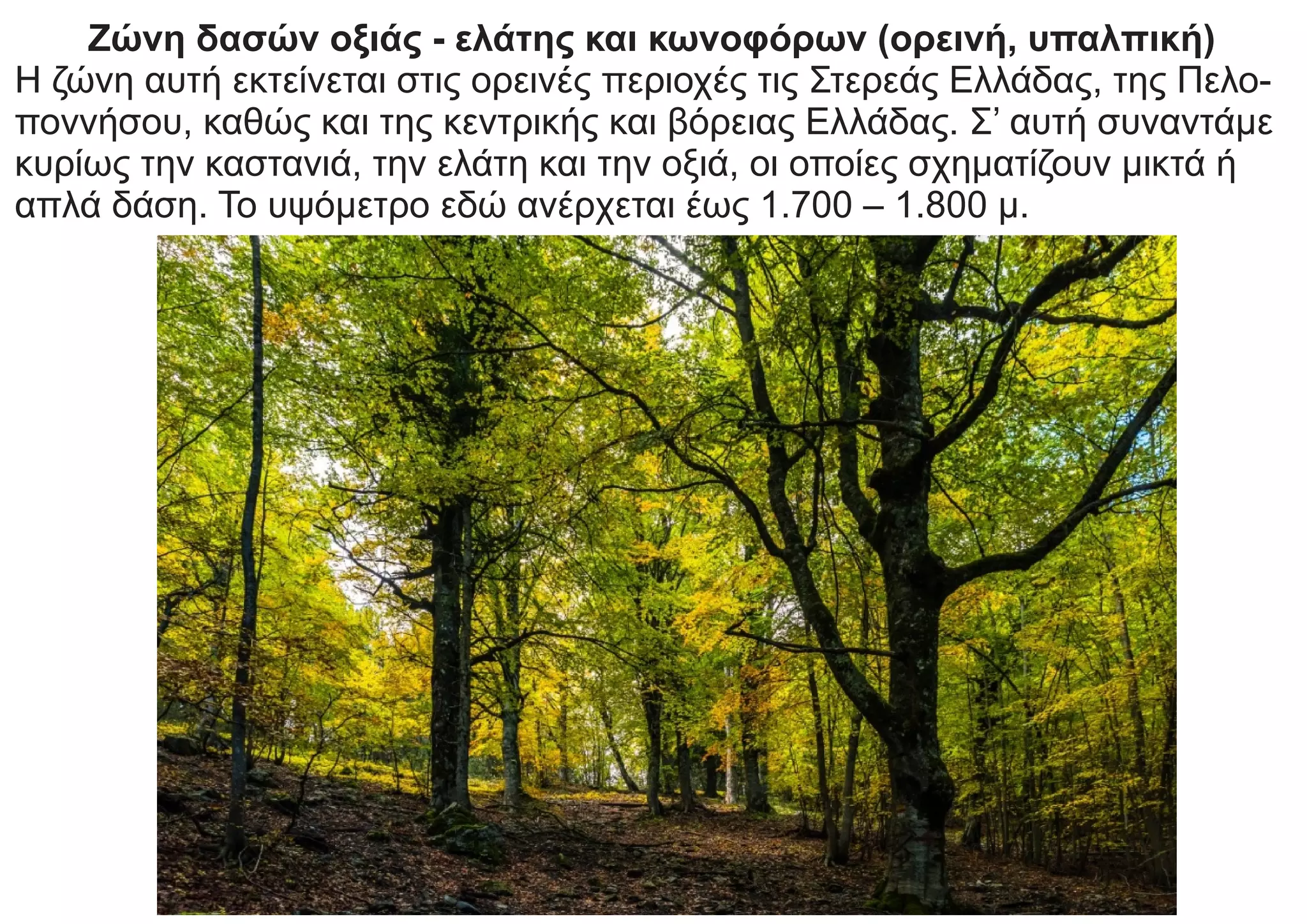 Ζώνη δασών οξιάς - ελάτης και κωνοφόρων (ορεινή, υπαλπική)
Η ζώνη αυτή εκτείνεται στις ορεινές περιοχές τις Στερεάς Ελλάδας, της Πελο-
ποννήσου, καθώς και της κεντρικής και βόρειας Ελλάδας. Σ’ αυτή συναντάμε
κυρίως την καστανιά, την ελάτη και την οξιά, οι οποίες σχηματίζουν μικτά ή
απλά δάση. Το υψόμετρο εδώ ανέρχεται έως 1.700 – 1.800 μ.
 