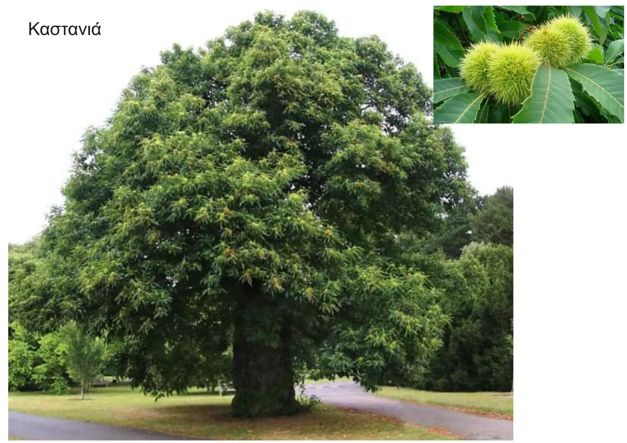 Καστανιά
 
