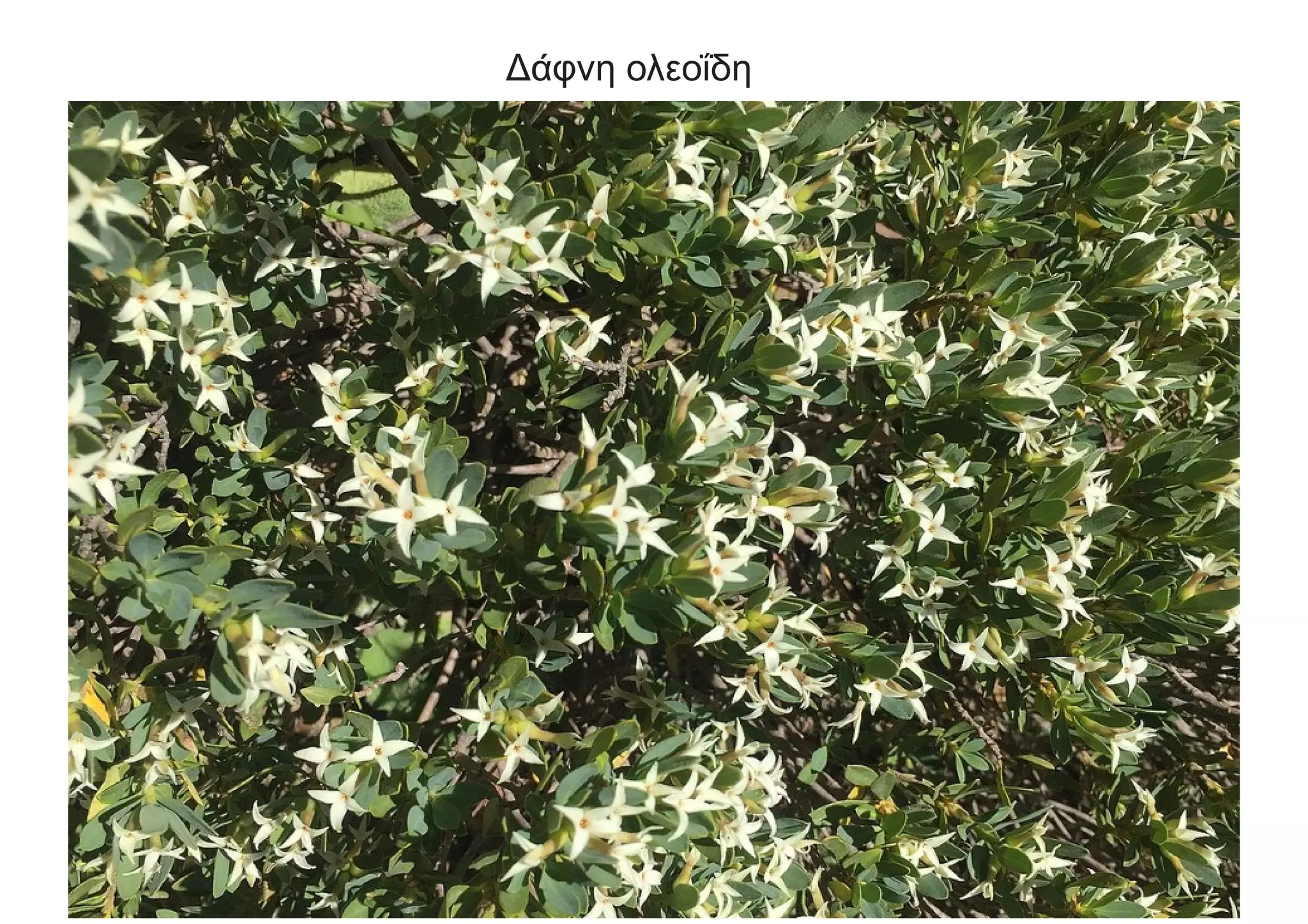 Δάφνη ολεοΐδη
 