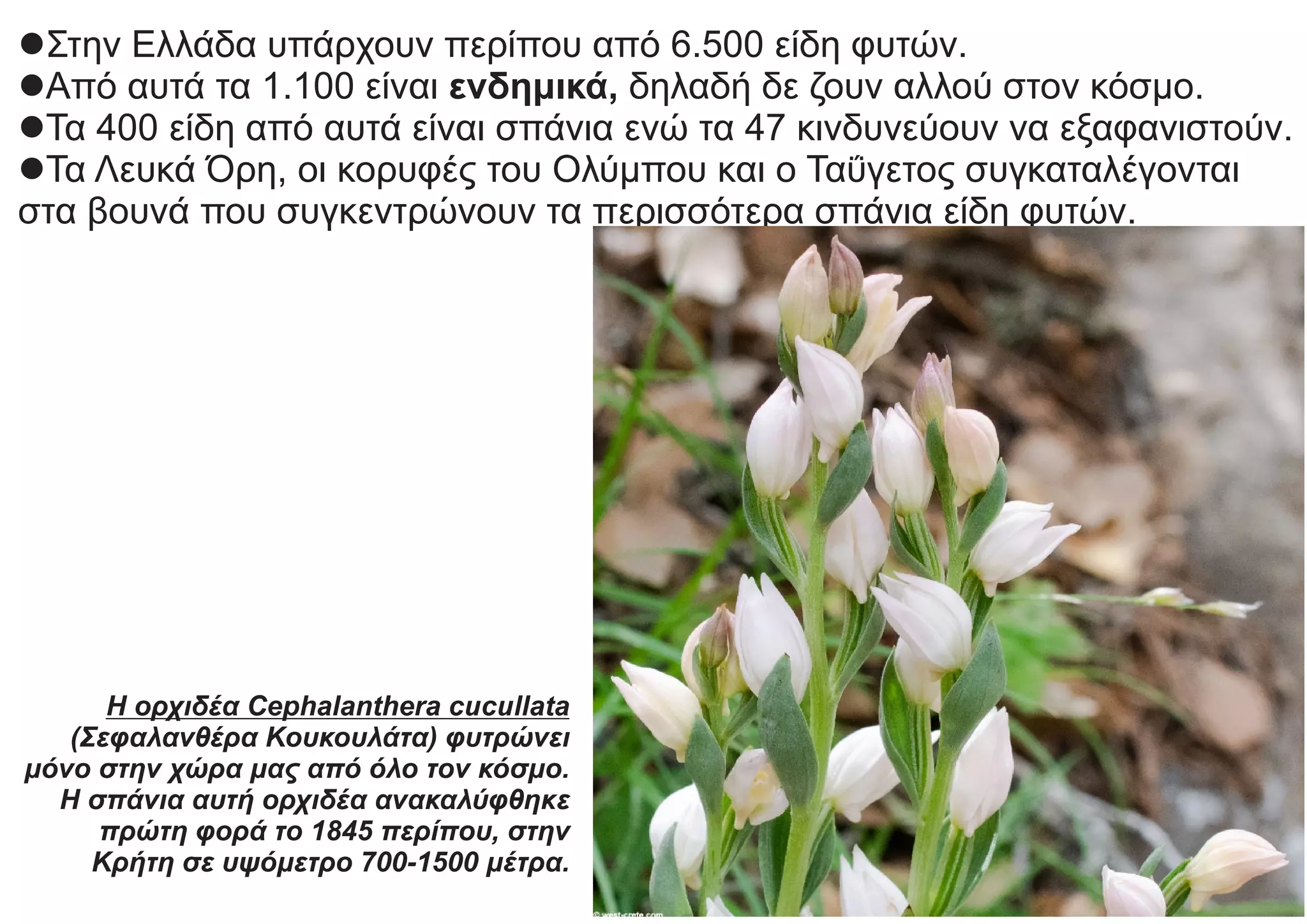 lΣτην Ελλάδα υπάρχουν περίπου από 6.500 είδη φυτών.
lΑπό αυτά τα 1.100 είναι ενδημικά, δηλαδή δε ζουν αλλού στον κόσμο.
lΤα 400 είδη από αυτά είναι σπάνια ενώ τα 47 κινδυνεύουν να εξαφανιστούν.
lΤα Λευκά Όρη, οι κορυφές του Ολύμπου και ο Ταΰγετος συγκαταλέγονται
στα βουνά που συγκεντρώνουν τα περισσότερα σπάνια είδη φυτών.
Η ορχιδέα Cephalanthera cucullata
(Σεφαλανθέρα Κουκουλάτα) φυτρώνει
μόνο στην χώρα μας από όλο τον κόσμο.
Η σπάνια αυτή ορχιδέα ανακαλύφθηκε
πρώτη φορά το 1845 περίπου, στην
Κρήτη σε υψόμετρο 700-1500 μέτρα.
 