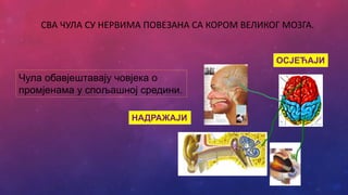 СВА ЧУЛА СУ НЕРВИМА ПОВЕЗАНА СА КОРОМ ВЕЛИКОГ МОЗГА.
Чула обавјештавају човјека о
промјенама у спољашној средини.
НАДРАЖАЈИ
ОСЈЕЋАЈИ
 
