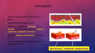 ЧУЛО ДОДИРА
• Органи чула додира смјештени су у
кожи.
• Кожа има вишеструку улогу.
• У кожи су смјештена тјелашца. То су
органи помоћу којих осјећамо додир и
притисак, хладноћу и топлоту.
• Помоћу нервних завршетака осјећамо
бол.
• Највише тјелашаца чула додира има на
врховима прстију.
тјелашца нервни завршеци
 