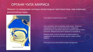 ОРГАНИ ЧУЛА МИРИСА
Мириси су невидљиви путници непрегледних пространстава, који мијењају
расположења људи...
Чуло мириса смјештено је у носу.
Само материје које испаравају имају мирис. Мирисна
испаравања улазе у носну шупљину и надражују
осјетљиви дио слузокоже смјештен у доњем дијелу носне
шупљине. Мириси могу бити пријатни и непријатни.
Мириси улазе у носну шупљину и преко нерва тај
надражај се преноси до мозга, гдје се ствара осјећај
мириса.
Улога носа је да пречишћава ваздух при дисању.
 