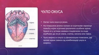 ЧУЛО ОКУСА
• Орган чула окуса је језик.
• На површини језика налазе се осјетљиве квржице
помоћу којих осјетимо различите особине хране.
Храна се у устима накваси пљувачком па онда
осјећамо да ли је слана, слатка, кисела или горка.
• Чуло мириса и окуса су физиолошки повезани, јер
арома хране зависи од комбинације укуса и
мириса.
 