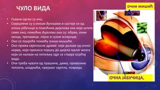 ЧУЛО ВИДА
• Главни орган су очи.
• Смјештене су у очним дупљама и састоје се од
очних јабучица и помоћних дијелова ока који штите
само око; помоћни дијелови ока су: обрве, очни
капци, трепавице, лојне и сузне жлијезде.
• Око се покреће помоћу очних мишића.
• Око прима свјетлосне дражи које долазе од очног
нерва, који преноси поруку до дијела малог мозга
који се налази на потиљку гдје се ствара осјећај
вида.
• Очи треба чувати од прашине, дима, превелике
топлоте, хладноће, прејаког свјетла, повреда.
очни мишић
ОЧНА ЈАБУЧИЦА,
 