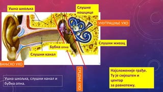 Ушна шкољка
Слушни канал
Бубна опна
Слушне
кошцице
ВАЊСКО УХО
СРЕДЊЕ
УХО
УНУТРАШЊЕ УХО
Ушна шкољка, слушни канал и
бубна опна.
Најсложеније грађе.
Ту је смјештен и
центар
за равнотежу.
Слушни живац
 