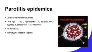 Parotitis epidemica
• Сімейство Paramyxoviridae
• Гине при T - 60*C протягом 5 – 10 хвилин, УФО
– відразу, в дезрозчині – 2-3 хвилини.
• Не летючий.
• Існує один серотип вірусу.
 