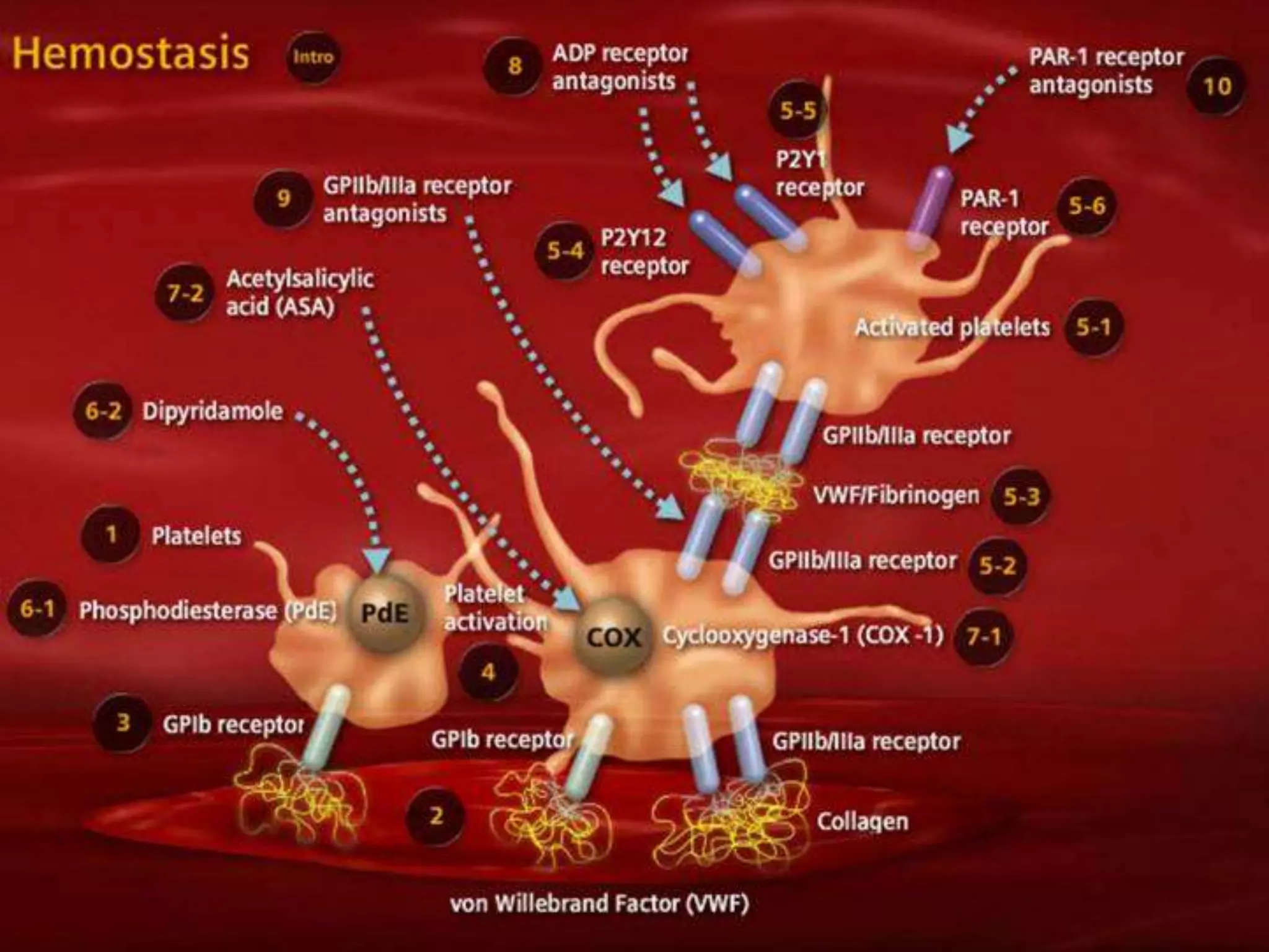 17. HEMOSTASIS DISORDERS.pptx