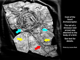 Cast of the
fossil
Archaeoraptor.
The tail of a
dinosaur (red
arrow) was
attached to the
body of a bird.
See text for
details.
Photo by Lenore Roth
 