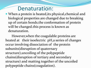 Denaturation:
 When a protein is heated,its physical,chemical and
biological properties are changed due to breaking
up of certain bonds.the conformation of protein
will be changed.this process is known as
denaturation.
However,when the coagulable proteins are
heated at their isoelectric pH,a series of changes
occur involving dissociation of the protein
subunits(disruption of quaternary
structure),uncoiling of the polypeptide
chains(disruption of tertiary and secondary
structure) and matting together of the uncoiled
polypeptide chains(coagulation).
 