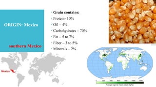  Grain contains:
 Protein- 10%
 Oil – 4%
 Carbohydrates – 70%
 Fat – 5 to 7%
 Fiber – 3 to 5%
 Minerals – 2%
ORIGIN: Mexico
southern Mexico
 