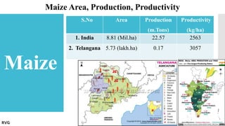 Maize
Maize Area, Production, Productivity
S.No Area Production
(m.Tons)
Productivity
(kg/ha)
1. India 8.81 (Mil.ha) 22.57 2563
2. Telangana 5.73 (lakh.ha) 0.17 3057
RVG
 