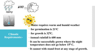  Maize requires warm and humid weather
 for germination is 21oC
 for growth is 320C.
 Annual rainfall is 600 mm
 It can be successfully grown where the night
temperature does not go below 150 C.
 It cannot with stand frost at any stage of growth.
Climatic
Requirements:-
 