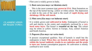 CLASSIFICATION
OF MAIZE TYPES :
 Flint corn is widely grown in India.
 1. Dent corn (zea mays var identata sturt)
 This is the most common type grown in USA. Dent formation on
the top of the kernel having yellow or white colour. The depression
or dent in the corn of the seed is the result of rapid drying and
shrinkage. Of the soft starch.
 2. Flint corn (Zea mays var indurate sturt)
 It is widely grown and cultivated in India. Endosperm of kernel is
soft and starchy in the centre and completely enclosed by a very
hard outer layer. The kernel is rounded on the top. The colour
may be white or yellow. Grown in Europe, Asia, central America
and South America.
 3. Popcorn (Zea mays var verta sturt)
 It possess exceptional qualities. Size of kernels is small but the
endosperm is hard. When they are heated, the pressure build up
within the kernel suddenly results in an explosion and the grain
is turn out. human consumption popcorn. Its cultivation is mainly
confined to new world.
 